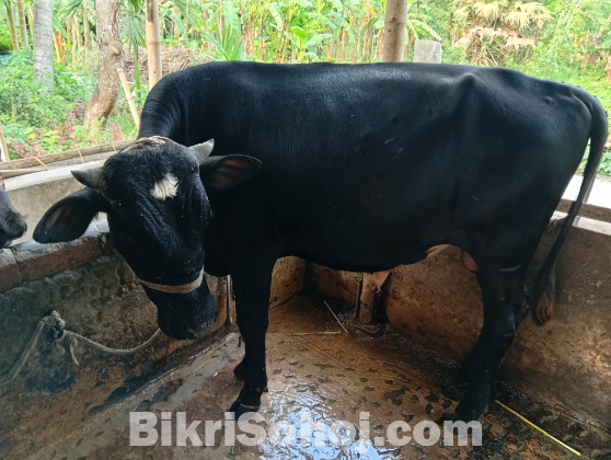 কোরবানির গরু বিক্রি হবে